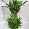 A tall, sculptural lucky bamboo plant perfect for housewarming or as a
