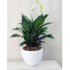 Potted peace lily plant with white blooms in a white planter