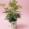 Celebrate life&rsquo;s little wins with The Yay! You Did It Plant! 