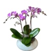 Pink orchid plant in a white ceramic pot