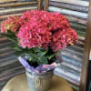 Full potted hydrangea with large pink/purple/blue blooms in a galvanized bucket with