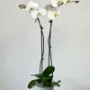 Elevate your space with the exquisite White Phalaenopsis Orchids by Westford Florist