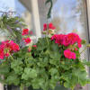  Two bright pink geranium hangers that will bloom all summer. Cherished