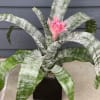 Potted bromeliad with striped green leaves and a pink flower spike