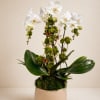 3 white phalaenopsis stems in a neutral ceramic pot with moss, leaves