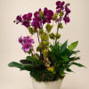 Five mixed shades of purple phalaenopsis orchids in a white pedestal planter