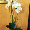Potted white orchid plant in a cream ceramic pot against a peach wall