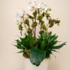 White phalaenopsis orchids with lush green foliage in a tall white ceramic