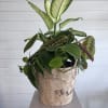 A fresh, living mix of lush tropical plants designed to bring a