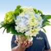 Bright clusters of green, blue and creamy white hydrangeas make a fresh