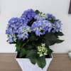 Lush clusters of blue-violet hydrangea blooms create a peaceful, garden-fresh impression-perfect for