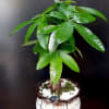 Potted money tree plant in a decorative ceramic pot