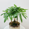3 x 12" money trees in designed pot. Total height 20"