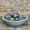 A colorful mix of succulents varying in size and species arranged in
