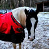 just horsing around because doing this catalog is fun for the first