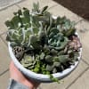 Various succulents potted in a dish
