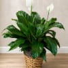 A refined and timeless expression of elegance, this lush peace lily showcases