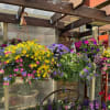 Seasonal Flowers. Call in Store for pricing, availability, and color options.