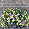 This amazing mixed Calibrochoa basket explodes in 3 different colors of "Minifamous
