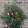 A new look for a traditional favorite!! This locally grown "pink-alicious" planter