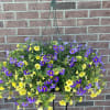 Incredible locally grown hanging flower basket overflowing with the delightful light violet