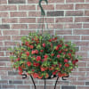 This locally grown delightful green resin hanging basket spills over with a