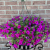 Your Mother will be thrilled with this locally grown, exquisite hanging basket.