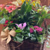 Mixed blooming plant basket with pink, yellow, and white flowers in a woven container