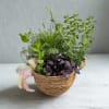 Bring fresh flavor and fragrance into any space with this charming herb