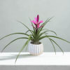 Bromeliaceae&mdash;commonly called bromeliads&mdash;are a diverse group of tropical plants known for their