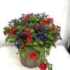 Red and purple mixed flowers in a textured pot
