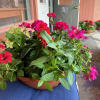 Mixed potted flowering plants in a shallow terracotta bowl