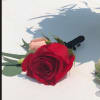 Red rose boutonniere with pale pink accent flowers