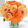 This Bewitching bouquet features orange bi-color roses, orange Gerbera daisies, and orange