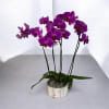 Vivid purple Phalaenopsis orchids create an elegant, modern statement - a refined