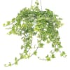 The Variegated Ivy plant is a beautiful growing vine and a classic