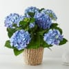 Find out why everyone loves Blue Hydrangeas with this gardener's dream. The