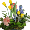 A cheerful European-style bulb garden filled with vibrant tulips, fragrant hyacinths, sunny