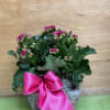 Compact Calandiva plant in a rustic wooden planter, satin bow and decorative