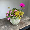 A lively mixed potted planting in a small white ceramic planter brings