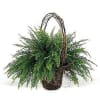 A living plant is a wonderful way to share your sympathy. Its