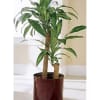 This plant is great for indoors as it tolerates a wide range