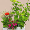 Container Garden featuring 3 of the best seasonal potted plants we offer