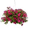Hanging basket of bright pink petunias