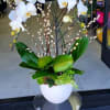 Tall white phalaenopsis orchid plant with pussy willow branches in a white bowl.