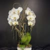 Dazzle your loved one with this unique orchid arrangement. Inspired by the