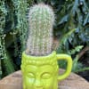 Cactus in a bright green face-shaped mug planter