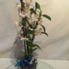 Beautiful two tone orchid plant in a pot, makes for a wonderful