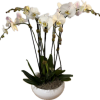 Three double white phalenopsis orchids in a white ceramic planter