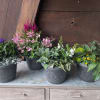 Add a pop of color and texture to your outdoor spaces with